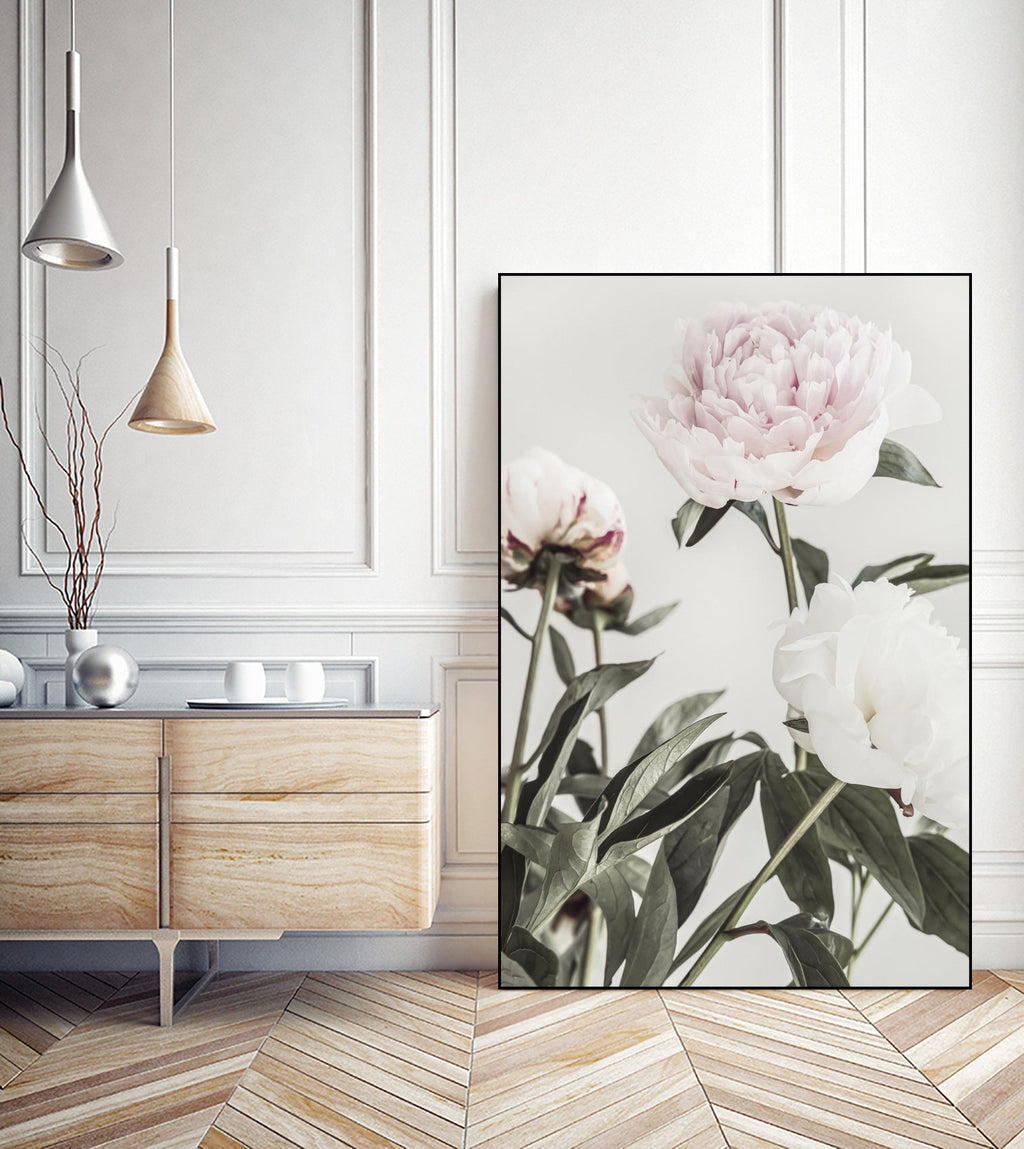 Peony 04