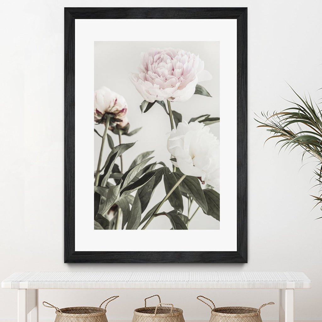 Peony 04