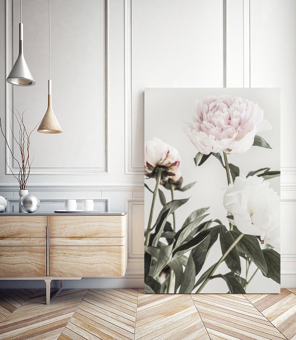 Peony 04