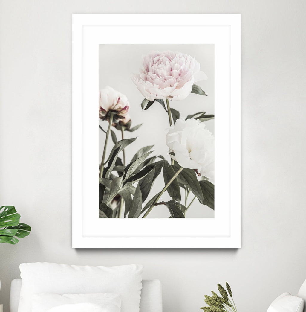 Peony 04