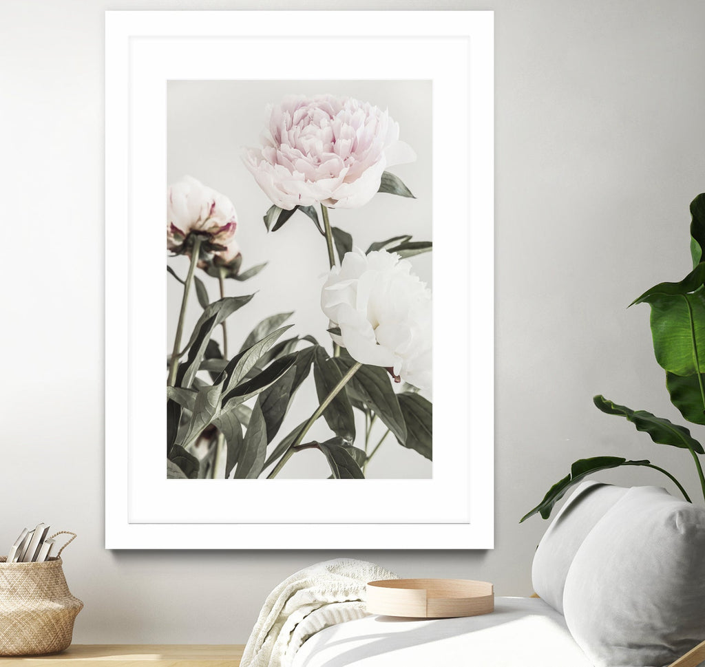 Peony 04