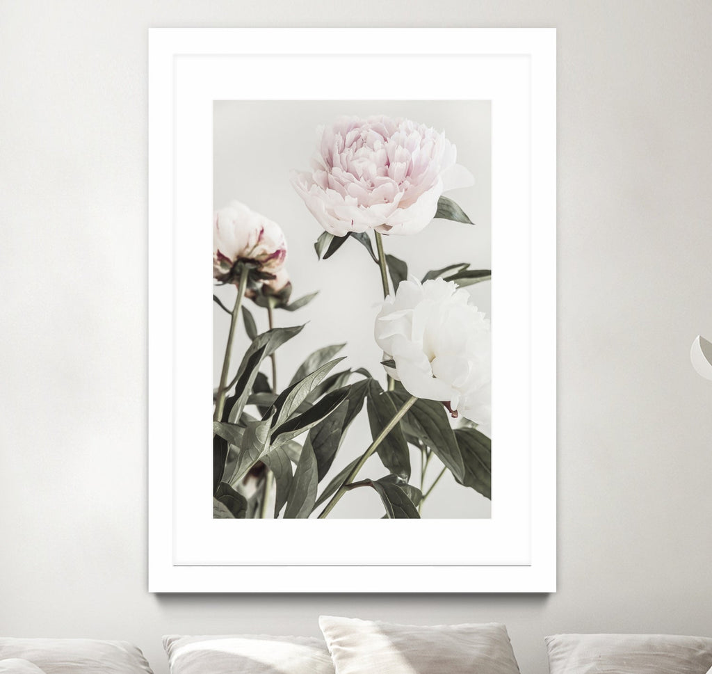 Peony 04