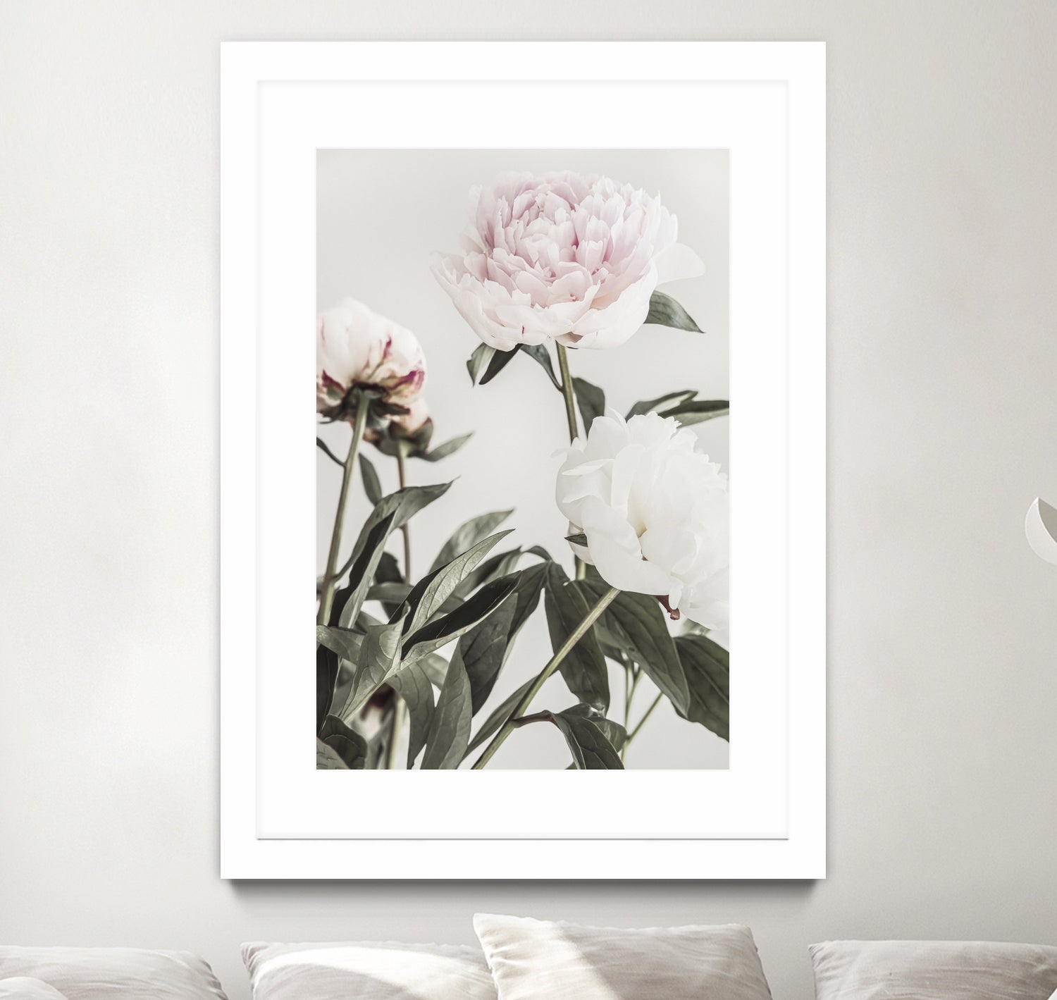 Peony 04