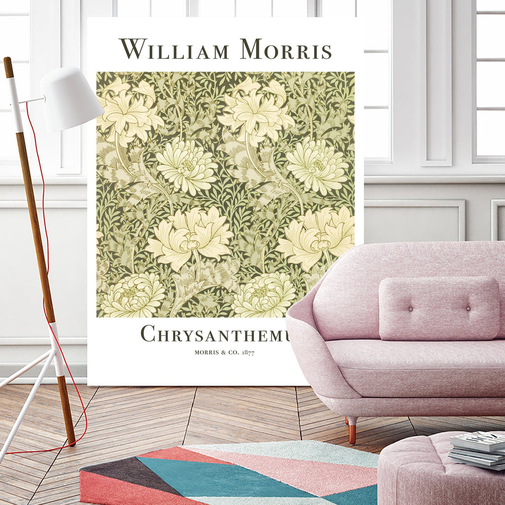Chrysanthemum