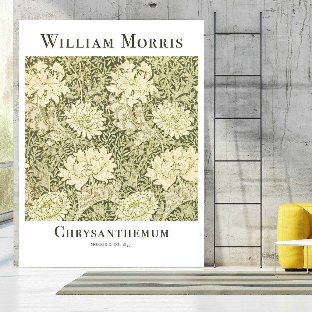 Chrysanthemum