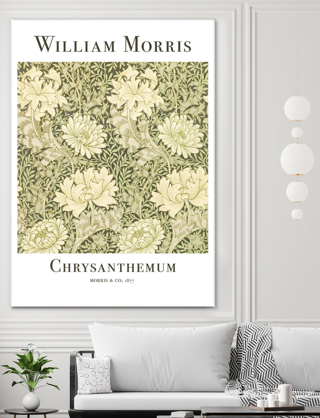 Chrysanthemum