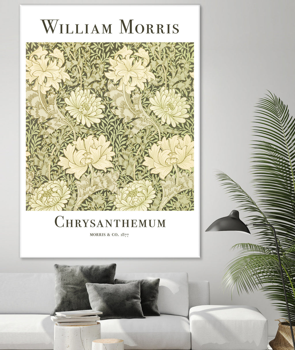 Chrysanthemum