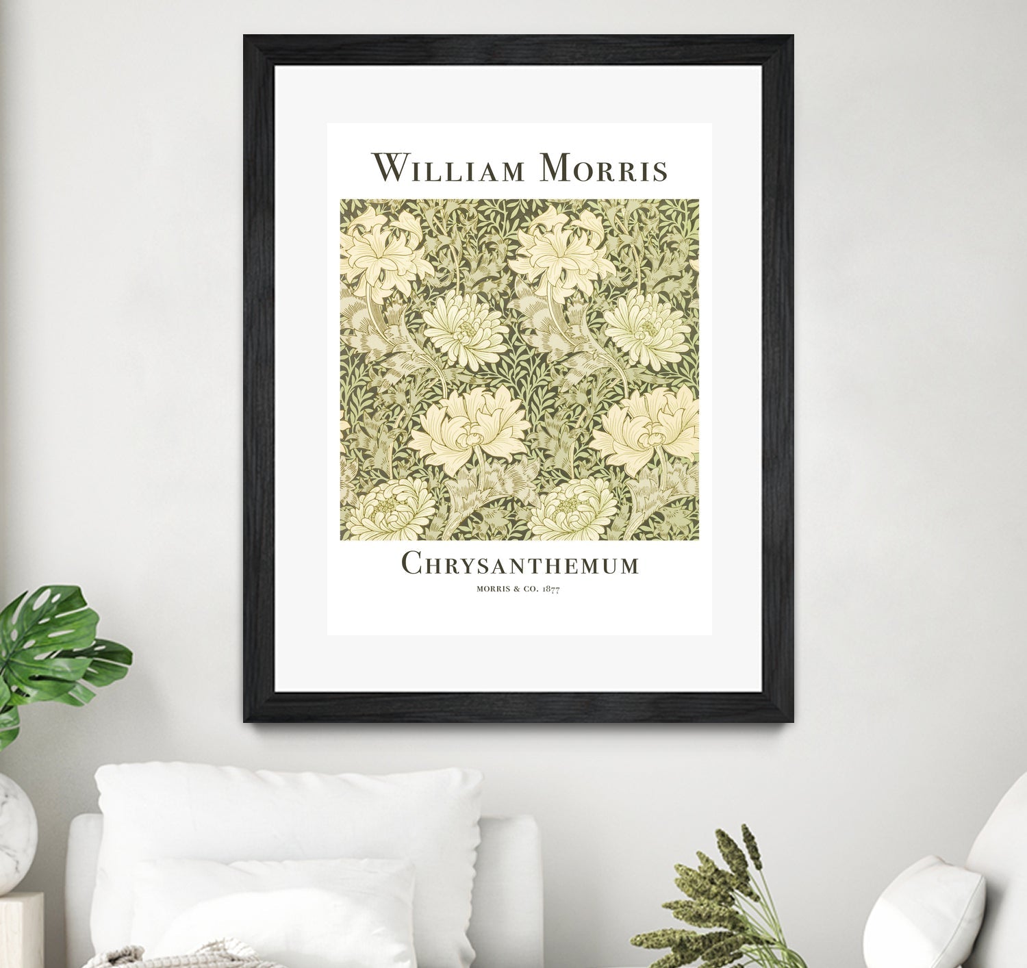Chrysanthemum
