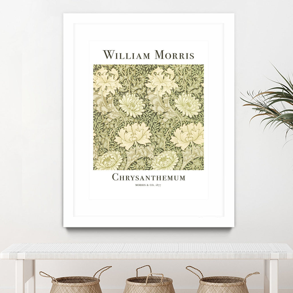 Chrysanthemum