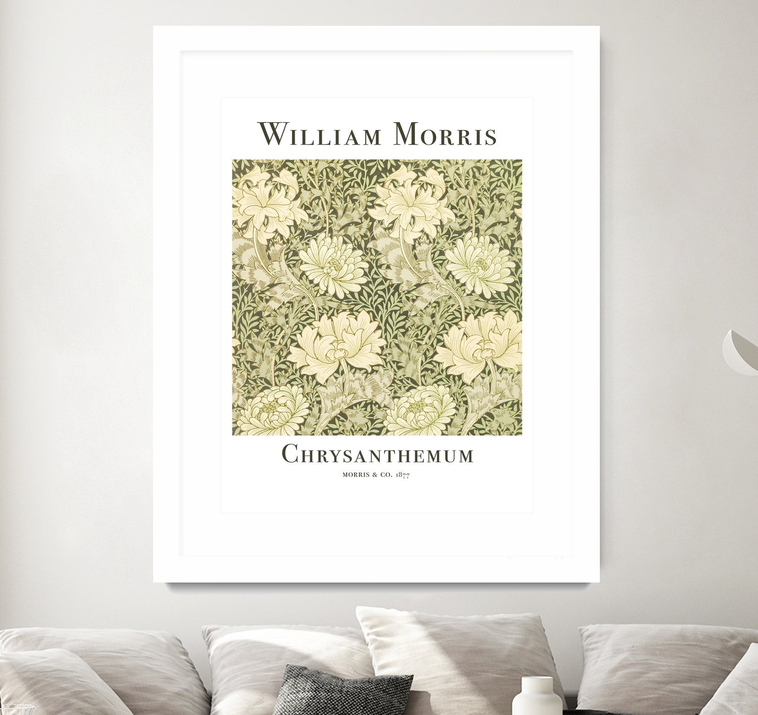 Chrysanthemum