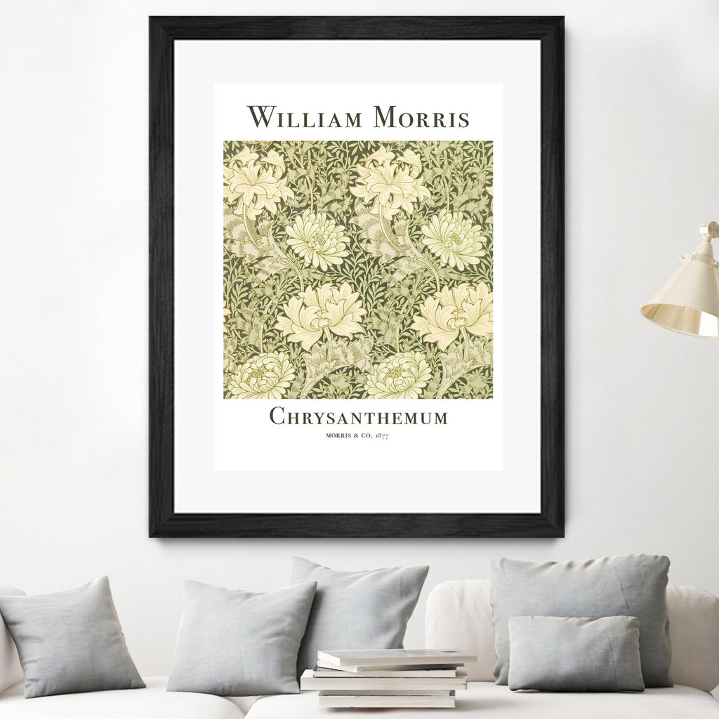 Chrysanthemum