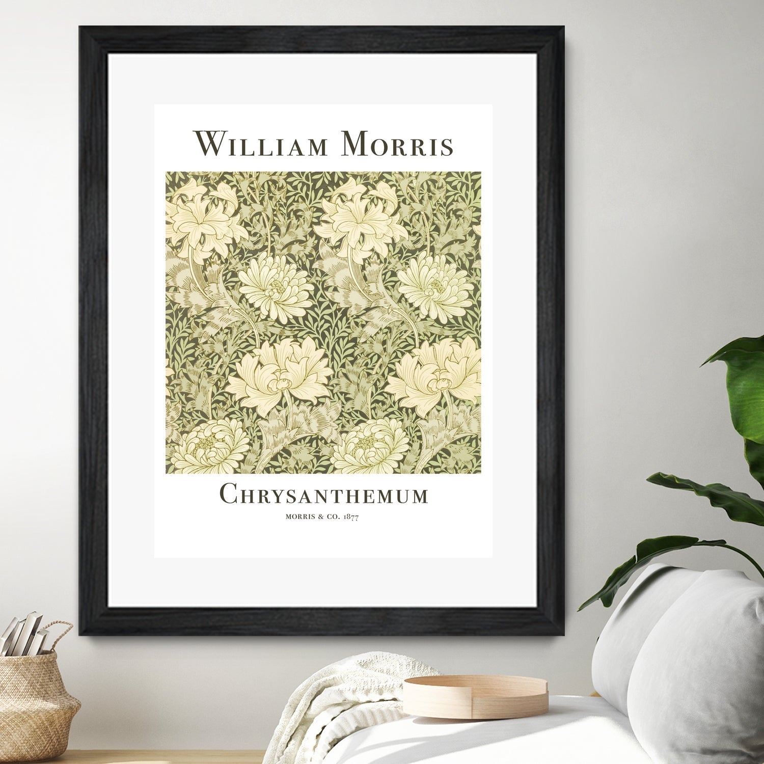 Chrysanthemum