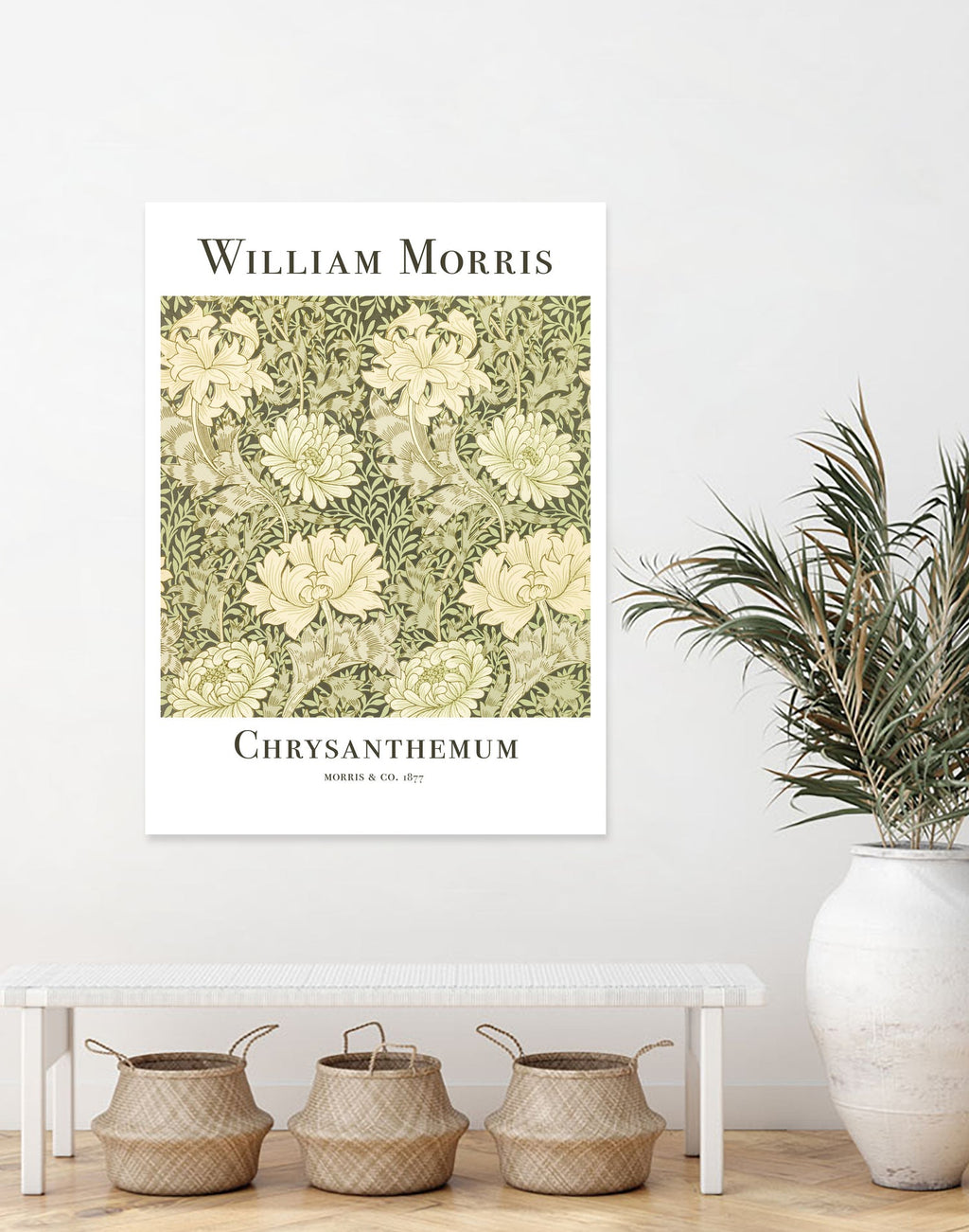 Chrysanthemum
