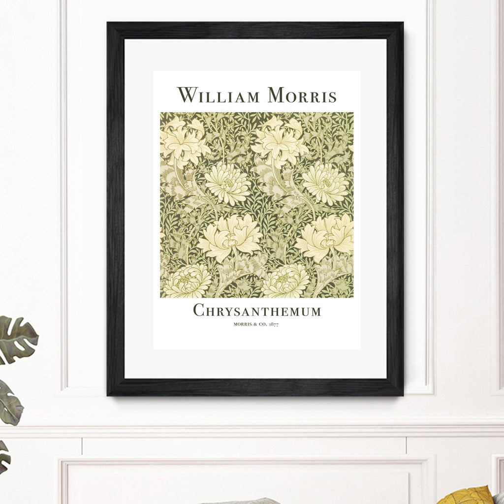 Chrysanthemum