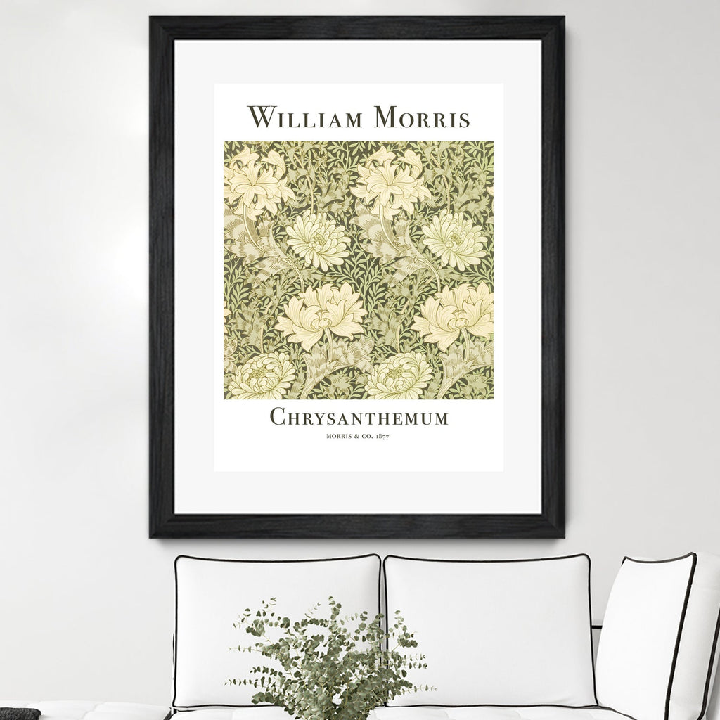 Chrysanthemum