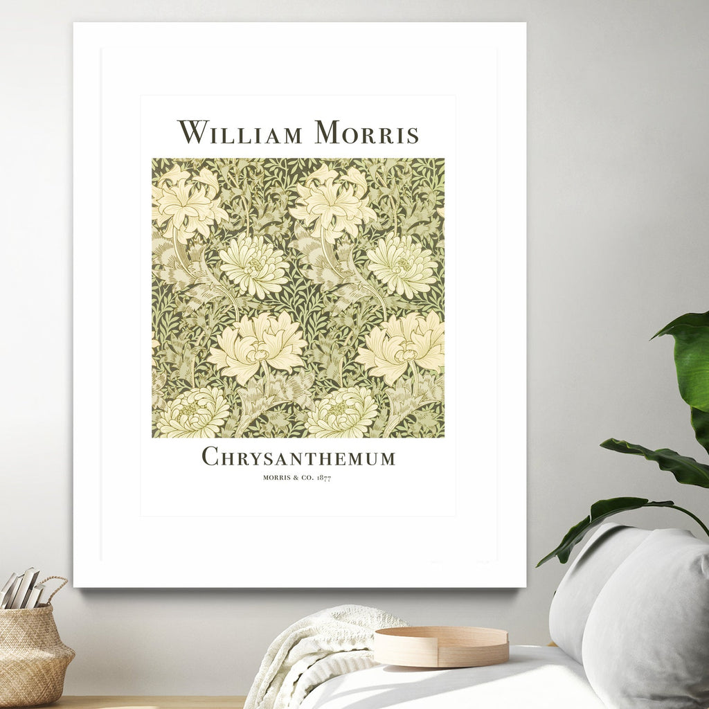 Chrysanthemum