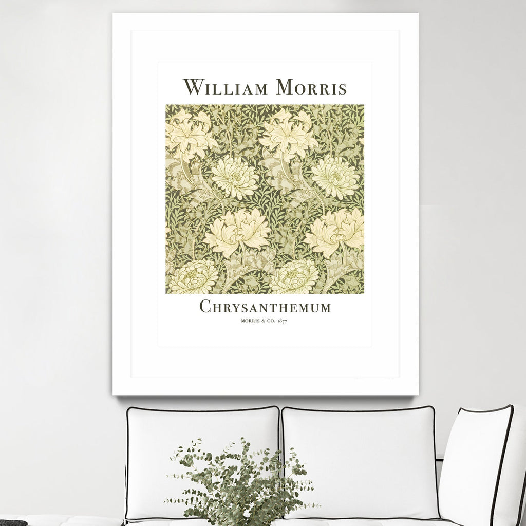 Chrysanthemum