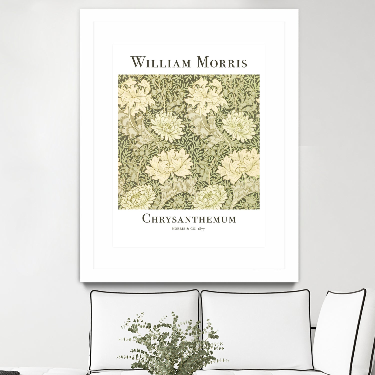 Chrysanthemum