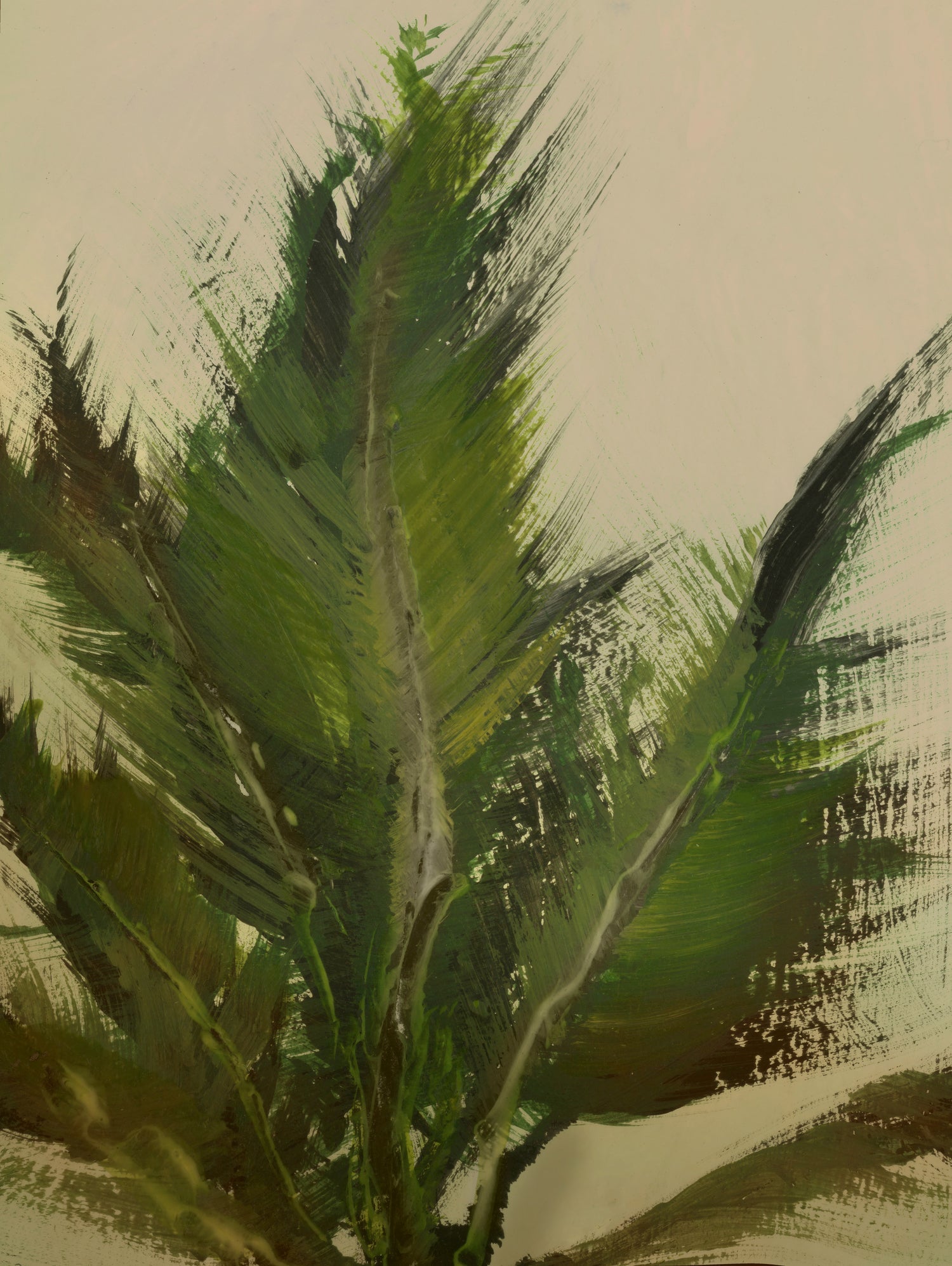 Palm