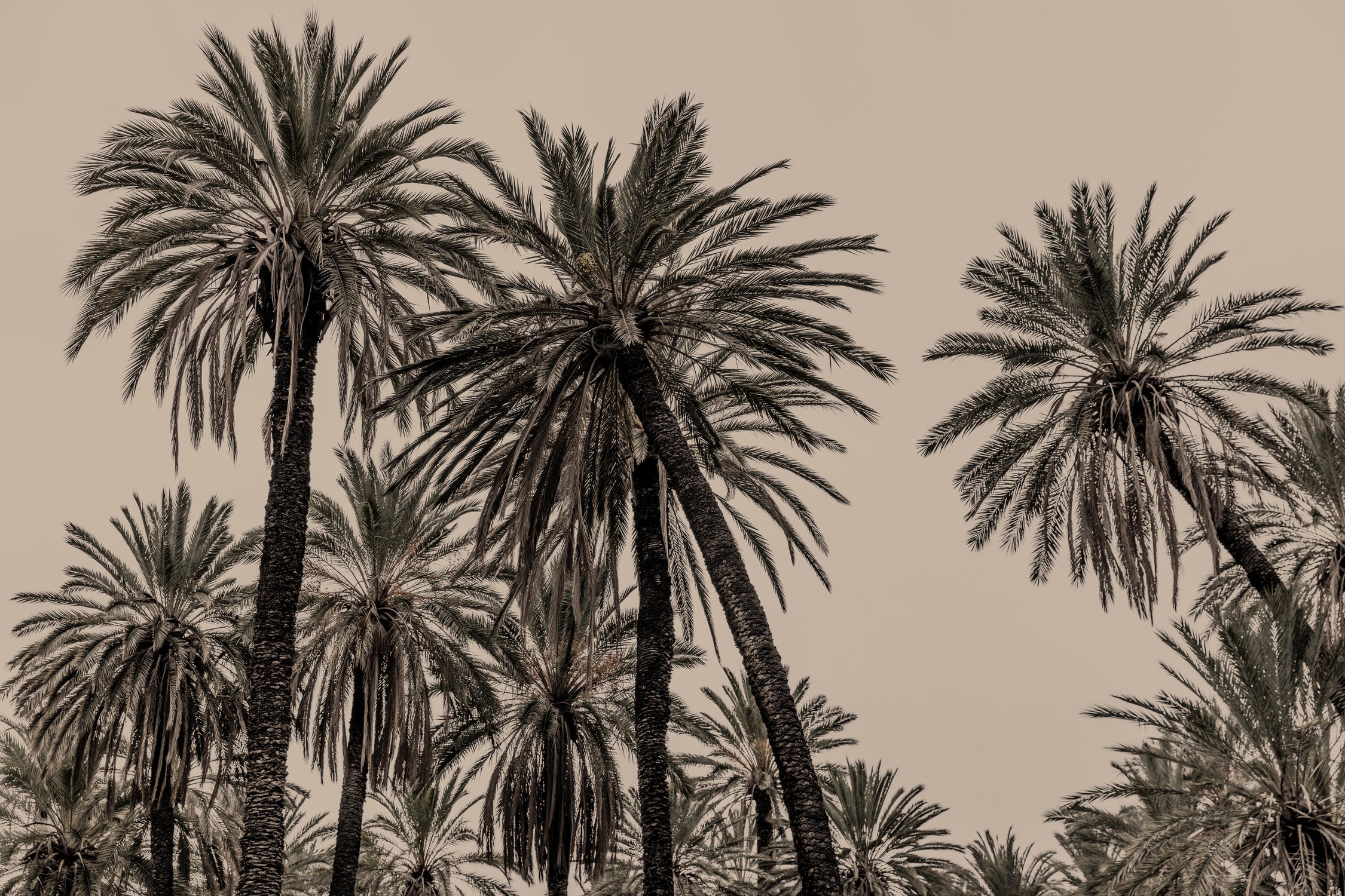 Sicilian Memories 15